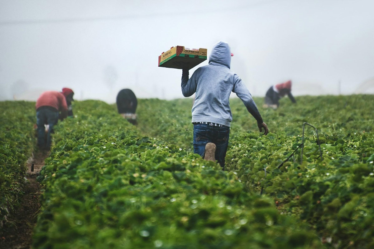man works in farm